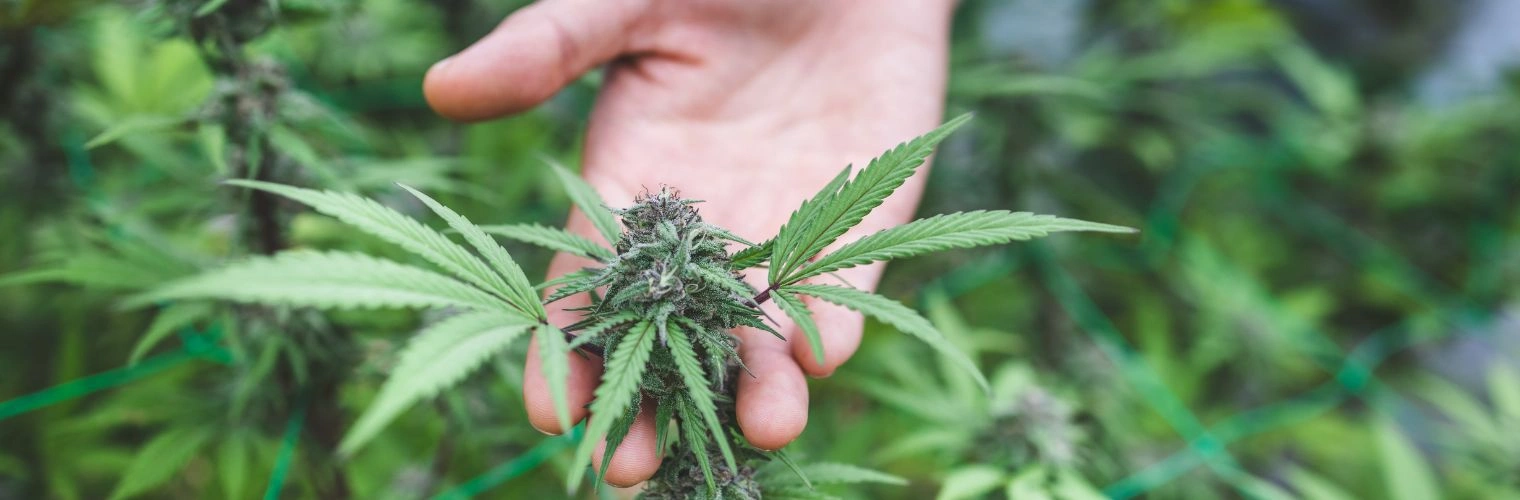 Is Marijuana Addictive Physically or Psychologically